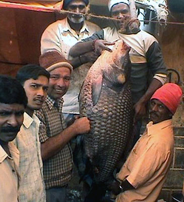 large katla fish