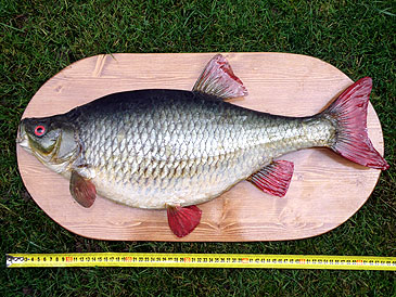 Fishing Worldrecords, carps up 5 kg